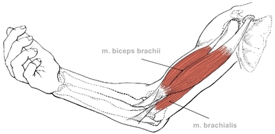 Nejlepsi Cviky Na Biceps 5 Cviku Na Rozvoj A Objem Bicepsu Fitness007 Cz